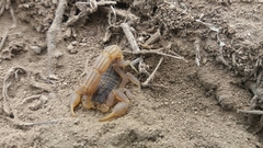 Hottentotta eminii