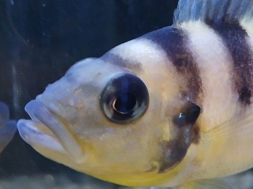 Sixbar lamprologus (Neolamprologus sexfasciatus) — Cichlidae — 4