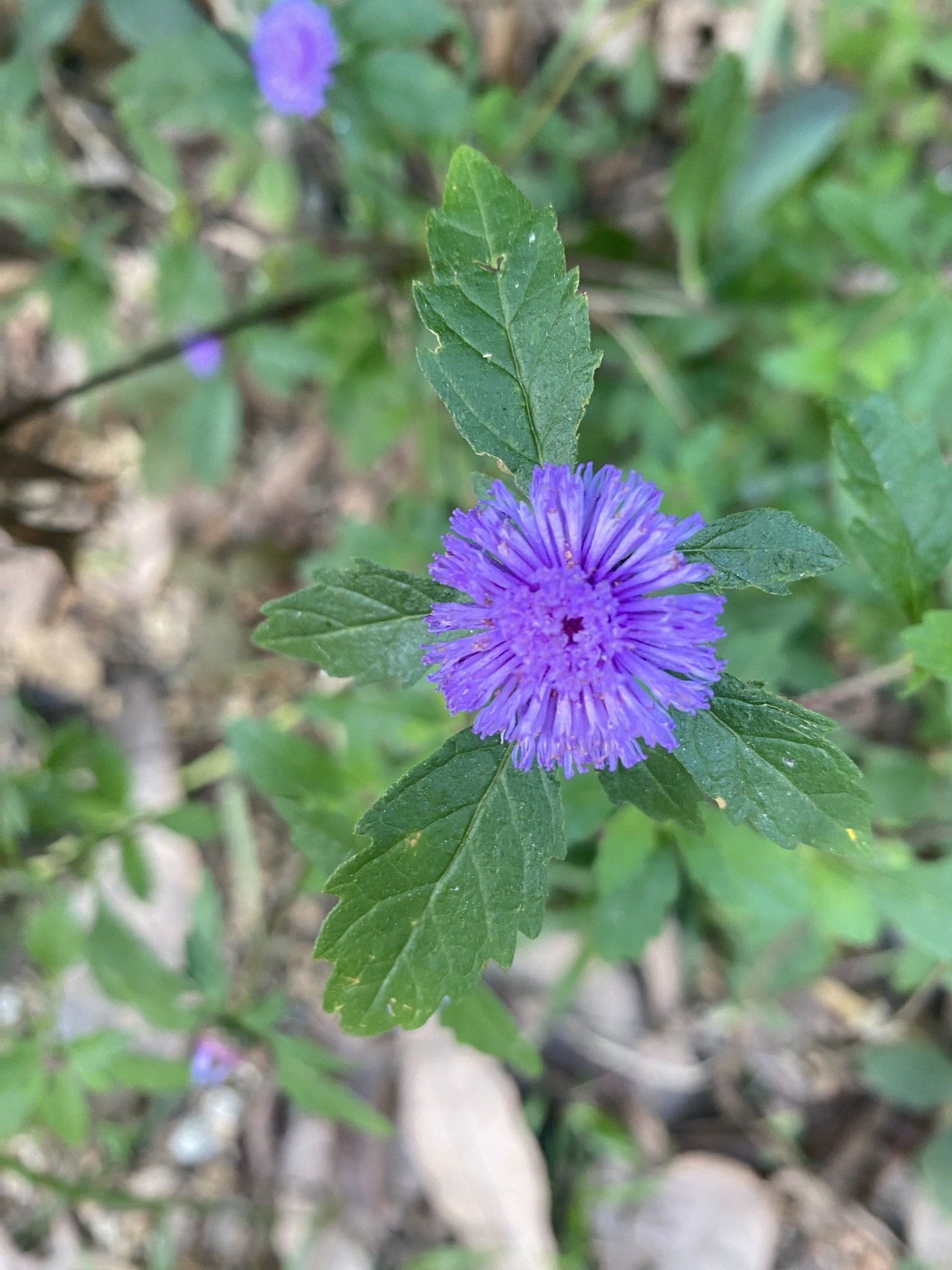 Centratherum punctatum