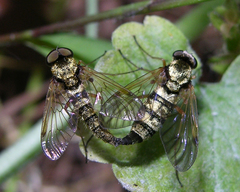 Chrysopilus fasciatus
