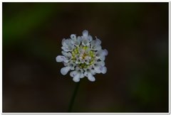 Scabiosa praemontana