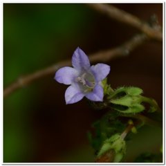Campanula sibirica taurica