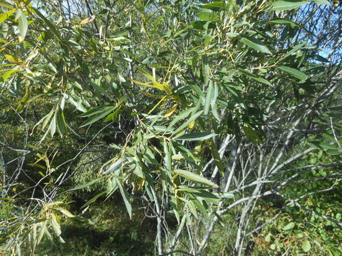 Salix miyabeana iNat (3)