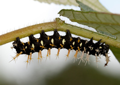 Colobura dirce