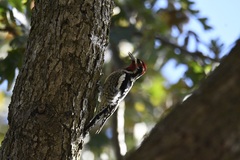 Sphyrapicus ruber × nuchalis
