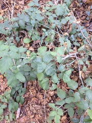 Rubus ursinus macropetalus