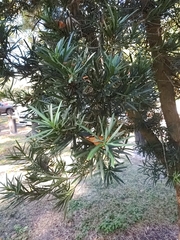 Podocarpus macrophyllus