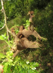 Cephalotelium macowanianum