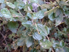 Ceanothus oliganthus