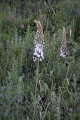 Eremurus robustus