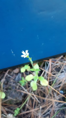 Cerastium texanum