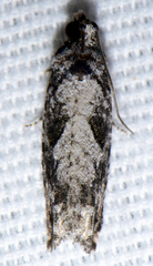 Gretchena concubitana