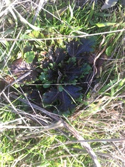 Sanicula arctopoides