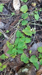 Viola umbraticola