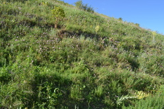 Allium dolichostylum