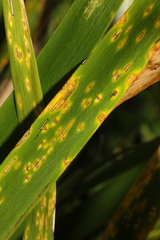 Puccinia iridis