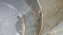 Arthroleptis poecilonotus