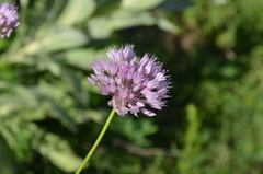 Allium dolichostylum