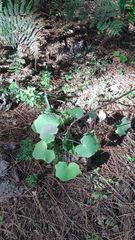 Roldana sessilifolia