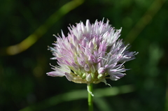 Allium dolichostylum