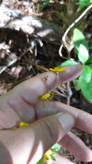 Coreocarpus congregatus