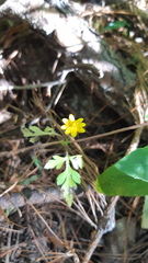 Coreocarpus congregatus