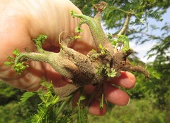 Cephalotelium macowanianum