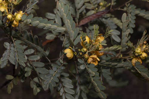 Senna coronilloides observed 2025-09-23