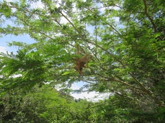 Cephalotelium macowanianum