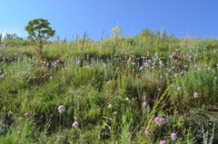 Allium dolichostylum