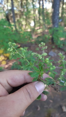 Alchemilla sibbaldiifolia