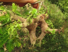 Cephalotelium macowanianum