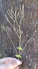Valeriana urticifolia