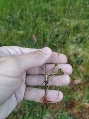 Drosera × obovata