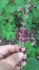 Salvia iodantha