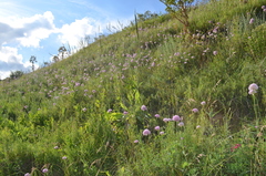 Allium dolichostylum