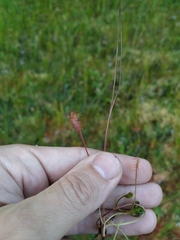 Drosera × obovata