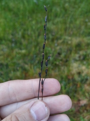 Drosera × obovata