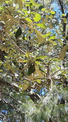 Quercus calophylla