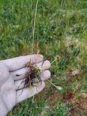Drosera × obovata
