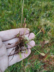 Drosera × obovata