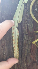 Pleopeltis polylepis