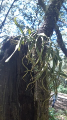 Pleopeltis polylepis