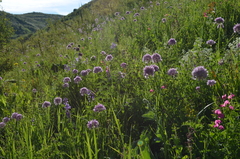 Allium dolichostylum