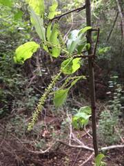 Coccoloba liebmannii