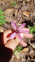 Cosmos carvifolius