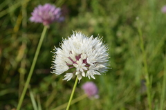 Allium dolichostylum