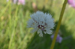 Allium dolichostylum