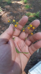 Sigesbeckia agrestis