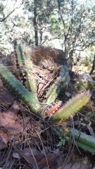 Disocactus speciosus speciosus